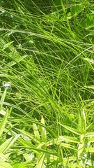 Eleocharis mamillata