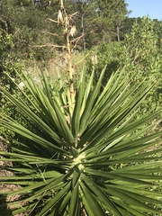 Yucca aloifolia