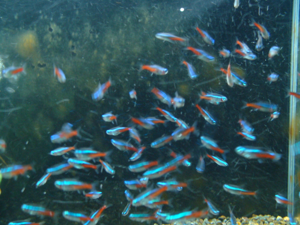 Néon bleu (Paracheirodon innesi)