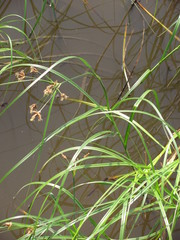 Cyperaceae