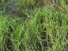 Cyperaceae