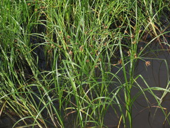 Cyperaceae