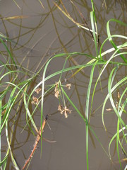 Cyperaceae