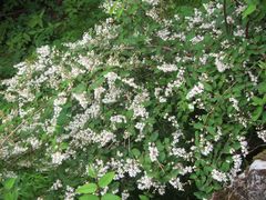 Deutzia crenata