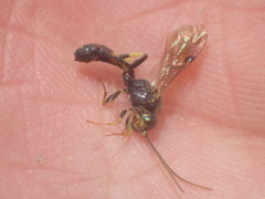 Metopiinae