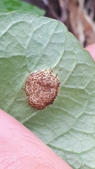 Puccinia fergussonii
