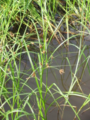 Cyperaceae