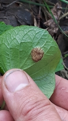 Puccinia fergussonii