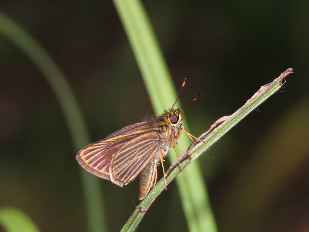 Parphorus ira