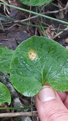 Puccinia fergussonii