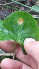 Puccinia fergussonii