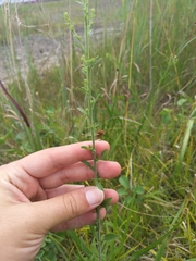 Solidago nemoralis decemflora