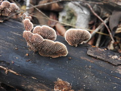 Gloeophyllum striatum