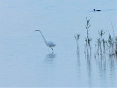 Ardea alba