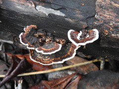 Gloeophyllum striatum