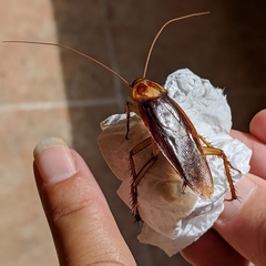 Periplaneta americana