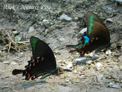 Papilio bianor