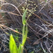 Panicum acuminatum - Photo (c) David Greenberger,  זכויות יוצרים חלקיות (CC BY-NC-ND), הועלה על ידי David Greenberger