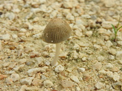 Coprinellus arenicola
