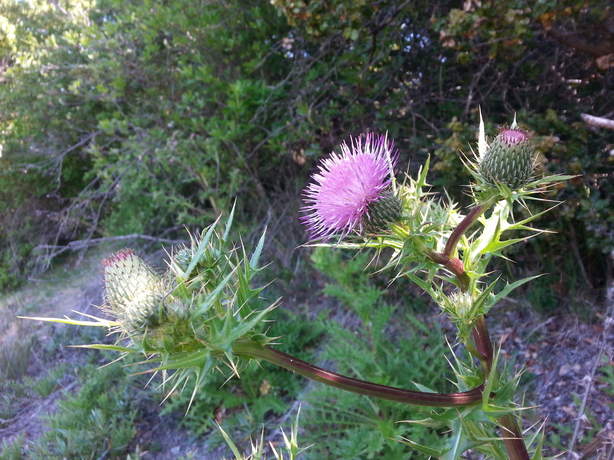 Cirsium hydrophilum var. vaseyi