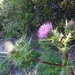 Mount Tamalpais Thistle - Photo (c) David Greenberger, some rights reserved (CC BY-NC-ND), uploaded by David Greenberger