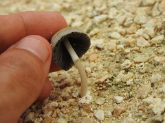 Coprinellus arenicola