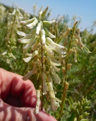 Astragalus racemosus