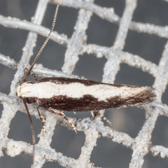 Agnippe prunifoliella