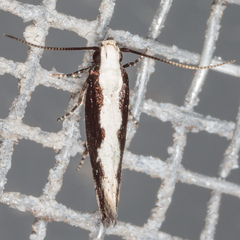 Agnippe prunifoliella