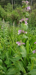 Penstemon perfoliatus