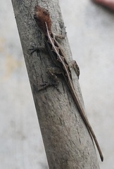 Anolis sagrei