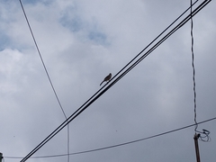 Toxostoma curvirostre