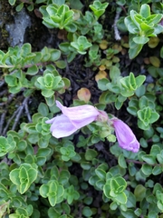 Penstemon davidsonii