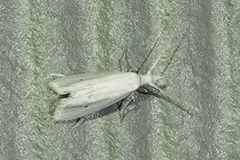 Eucalantica polita