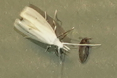 Eucalantica polita
