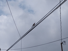 Toxostoma curvirostre