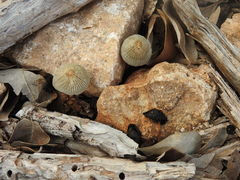 Coprinellus arenicola