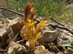 Aphyllon franciscanum