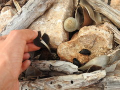 Coprinellus arenicola