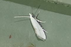 Eucalantica polita