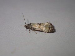 Neocochylis dubitana