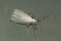 Eucalantica polita
