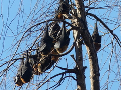 Pteropus poliocephalus