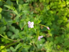 Epilobium