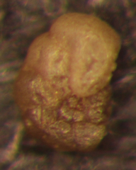 Haplophragmoides subinvolutum