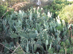 Opuntia anahuacensis