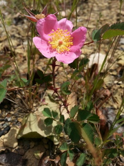 Rosa spithamea