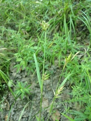 Carex lonchocarpa