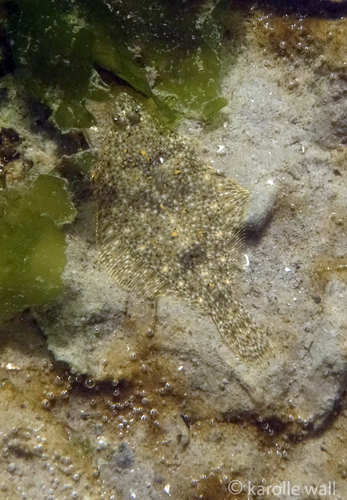 English Sole