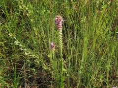 Liatris pycnostachya pycnostachya